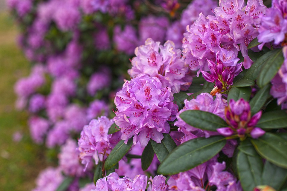 rhododendron-1020848_960_720