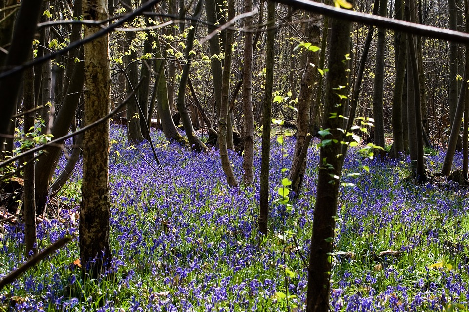 Charborough Park Open Garden 7th May